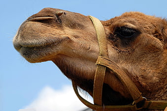 Close-up portrait of a camel head against blue sky