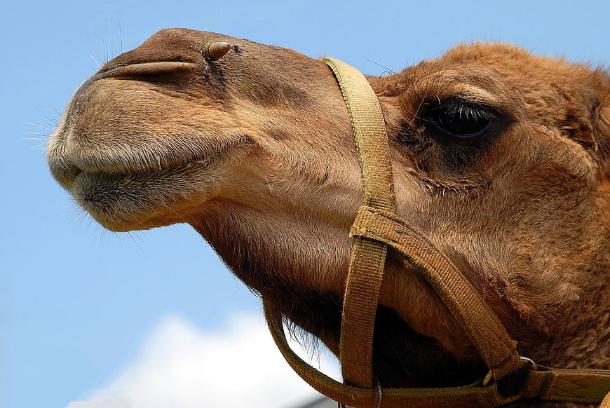 Close-up portrait of a camel head against blue sky