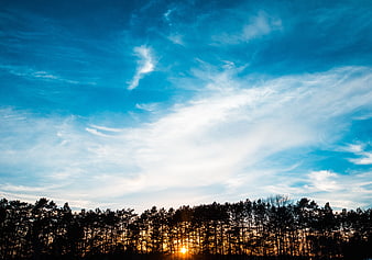 Sunset Silhouette of Pine Forest Against Blue Sky