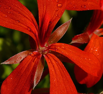 Close-up of vibrant red flower with water droplets