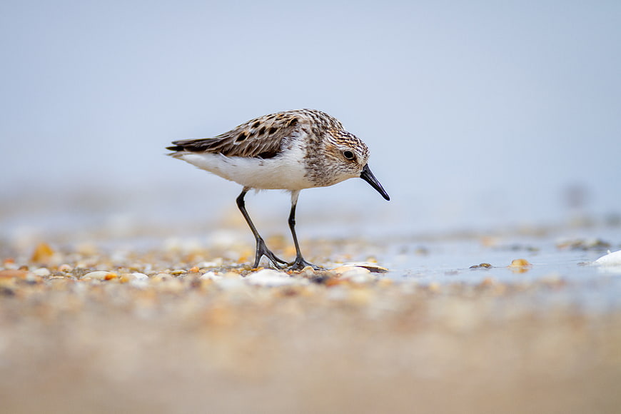 Semipalmated Sandpiper foraging on sandy beach