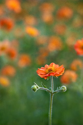 Close-up of a single orange flower in a blurred field
