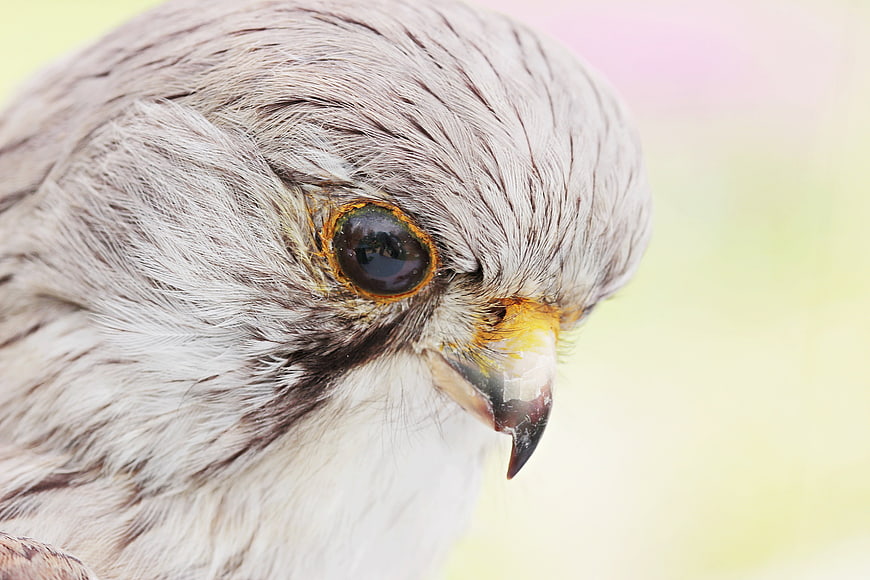 Close-up portrait of a taxidermy falcon head with detailed feathers