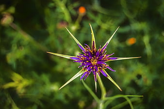 Close-up of vibrant purple salsify flower with spiky green bracts