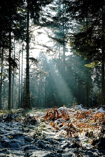Sunbeams shining through snowy winter forest trees