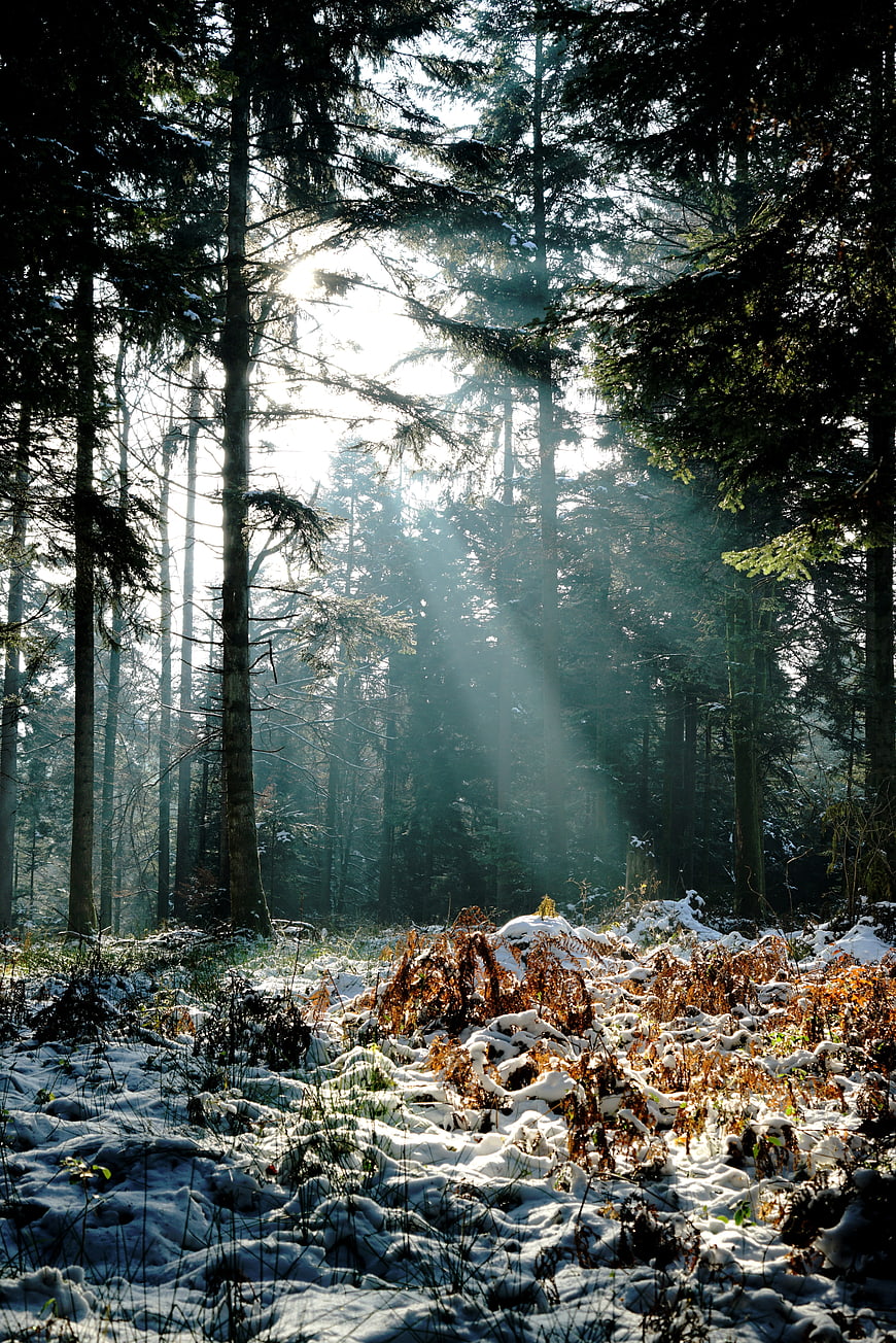 Sunbeams shining through snowy winter forest trees