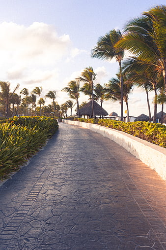 Tropical resort pathway with palm trees and thatched huts