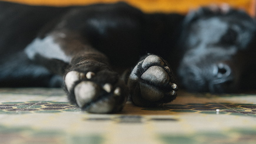 Close-up of sleeping black dog paws on patterned floor