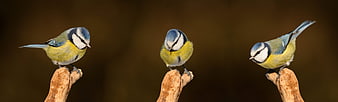 Three Blue Tits Perched on Wooden Branches