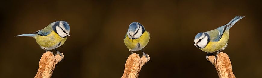 Three Blue Tits Perched on Wooden Branches