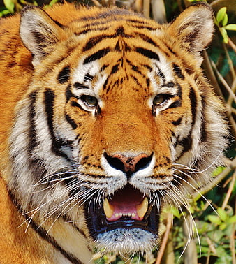 Close-up portrait of a roaring tiger head in nature