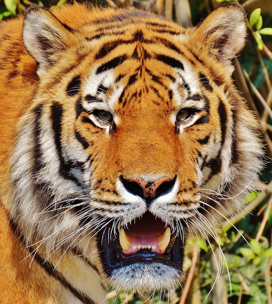Close-up portrait of a roaring tiger head in nature