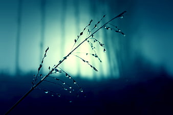Mystical grass stem with dew drops in dark blue forest