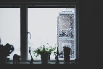Blurred View of Rainy Window with Silhouetted Plants