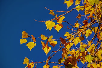 Golden Autumn Linden Leaves Against Deep Blue Sky
