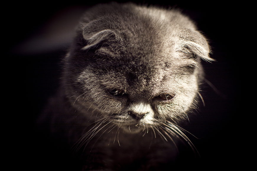 Sad Scottish Fold Kitten in Dramatic Low Key Lighting