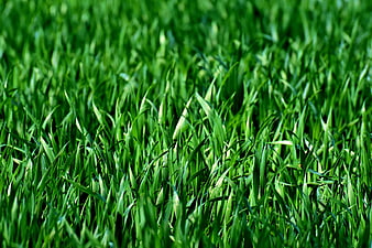 Close-up of lush green grass blades in a meadow