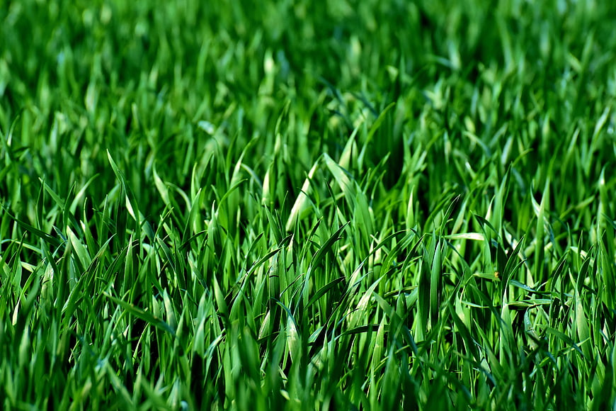Close-up of lush green grass blades in a meadow