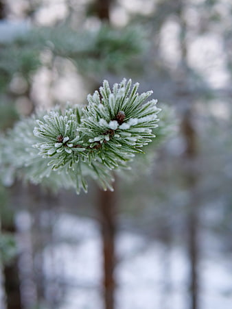 Close-up of frost-covered pine needles in winter forest