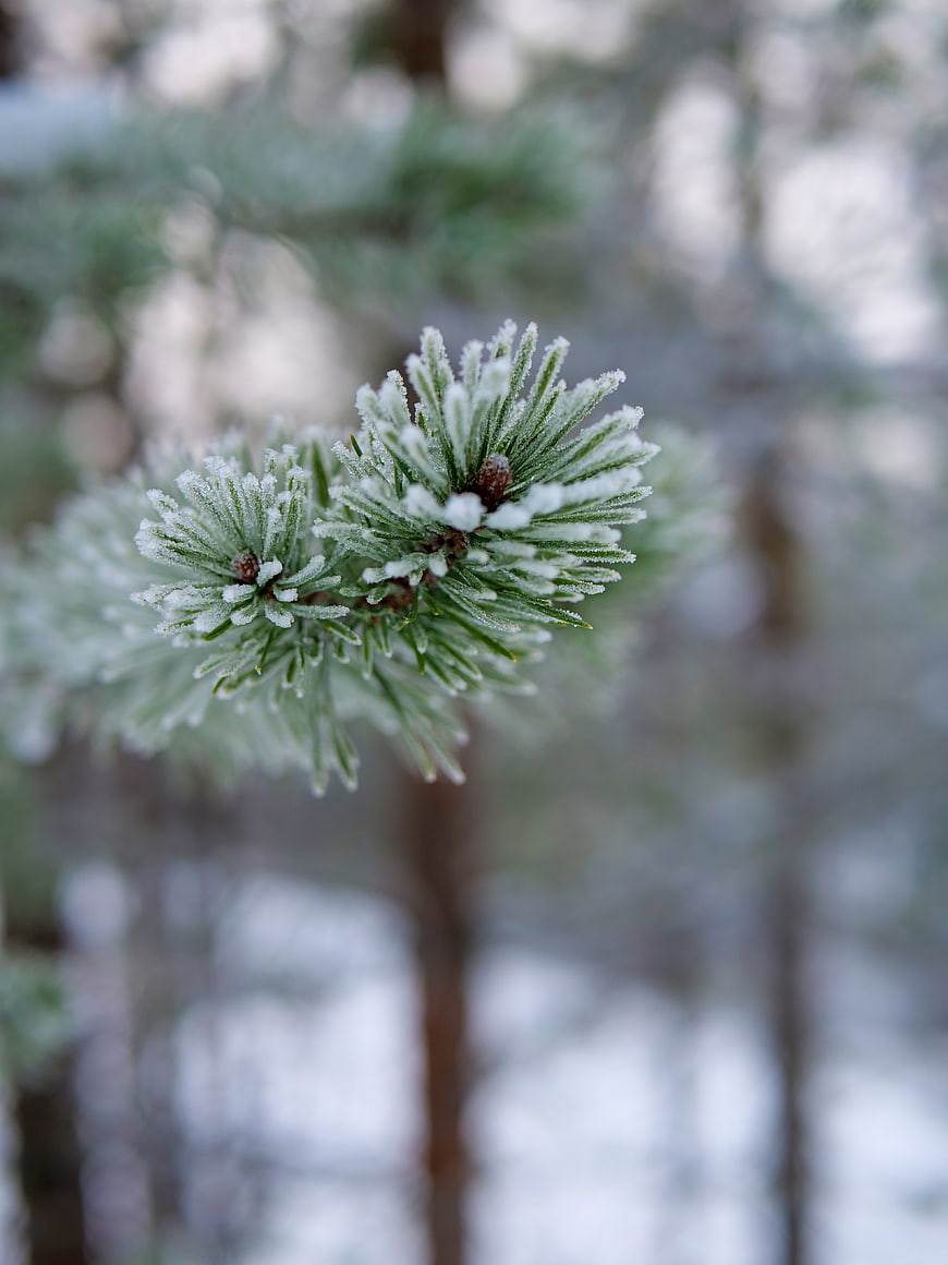 Close-up of frost-covered pine needles in winter forest