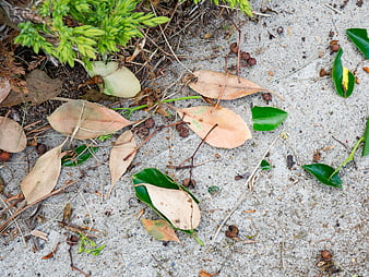 Fallen Leaves and Twigs on Sandy Ground
