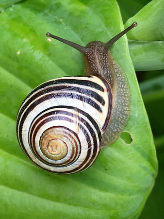 Close-up of striped snail on green leaf