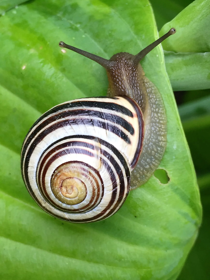 Close-up of striped snail on green leaf