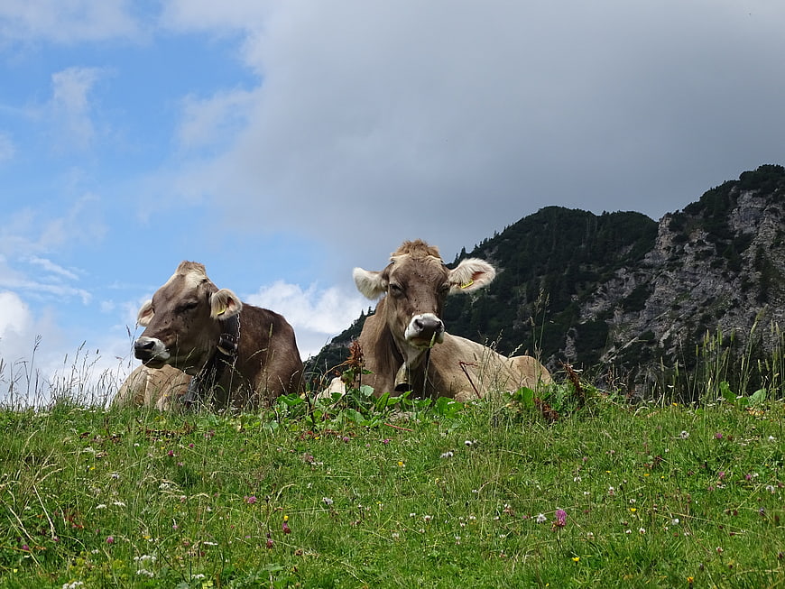 Two brown cows resting in a green alpine meadow