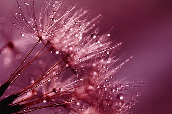 Macro Dandelion Seeds with Water Droplets on Pink Background