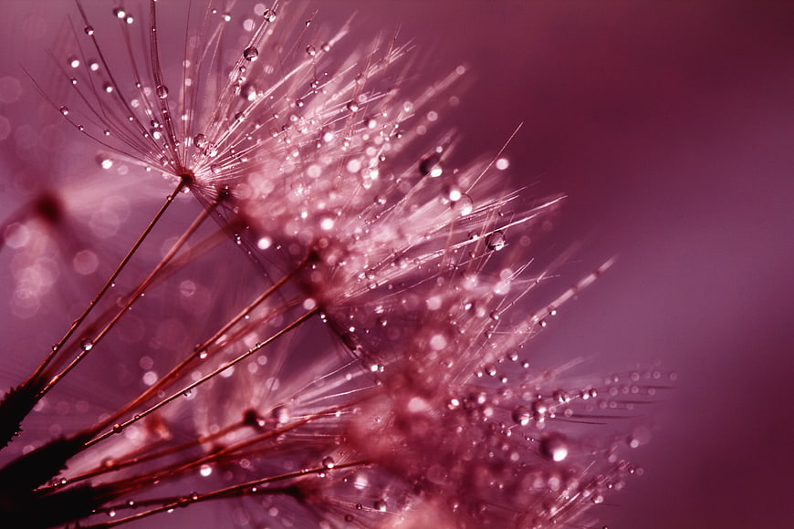 Macro Dandelion Seeds with Water Droplets on Pink Background