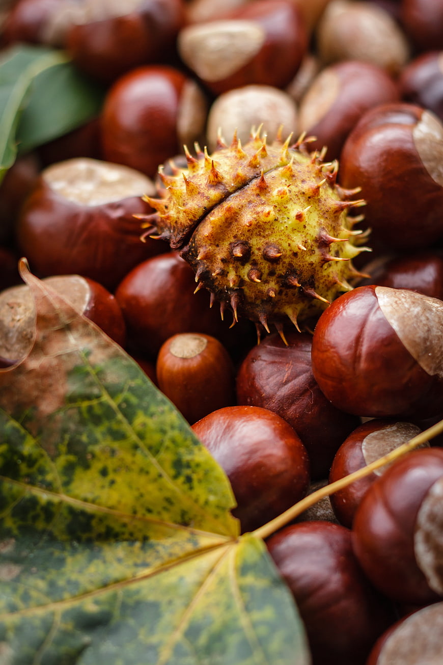 Close-up of Ripe Chestnuts and Spiky Husk with Autumn Leaf