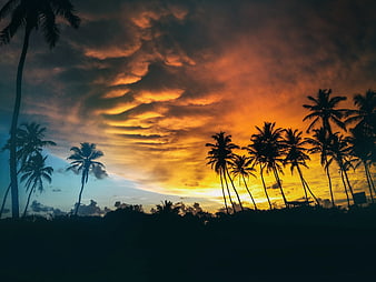 Dramatic sunset silhouette of palm trees against orange clouds