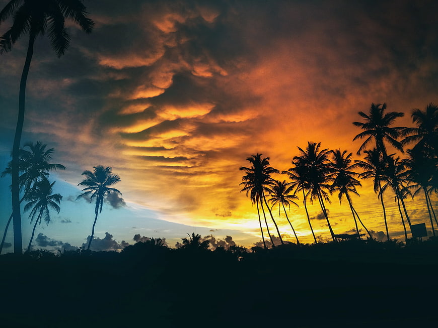 Dramatic sunset silhouette of palm trees against orange clouds
