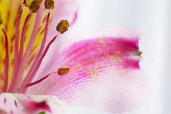 Macro Close-Up of Pink and Yellow Lily Flower with Pollen