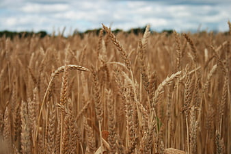 Golden Wheat Field Close-Up Under Cloudy Sky