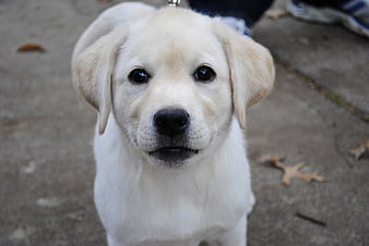 Cute Golden Retriever Puppy Portrait on Concrete