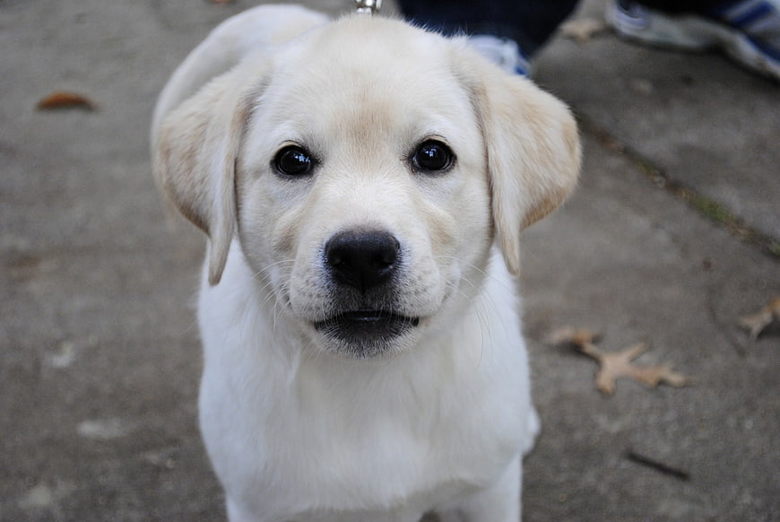 Cute Golden Retriever Puppy Portrait on Concrete