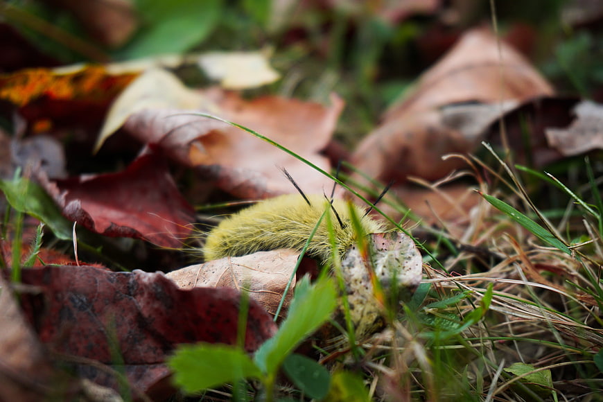 Yellow Hairy Caterpillar Crawling on Autumn Leaves
