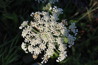 Close-up of white Queen Anne's Lace flower in sunlight