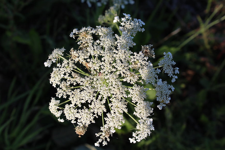 Close-up of white Queen Anne's Lace flower in sunlight