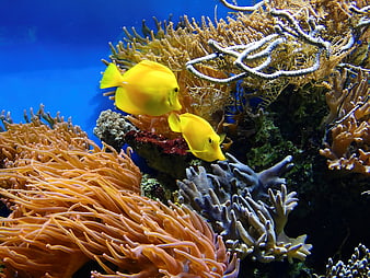 Yellow Tang Fish Swimming in Vibrant Coral Reef Aquarium