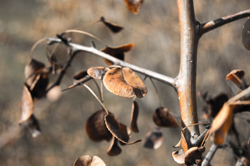 Close-up of dried brown leaves on a branch in autumn