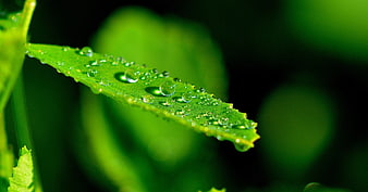Macro Close Up of Water Droplets on Green Leaf