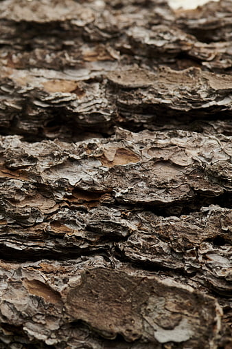 Close-up of rough textured tree bark surface