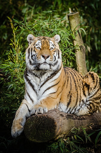 Majestic Tiger Resting on Log in Bamboo Forest