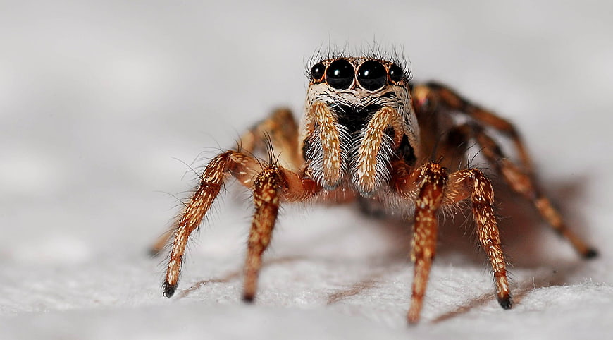 Close-up of a Jumping Spider with Large Eyes