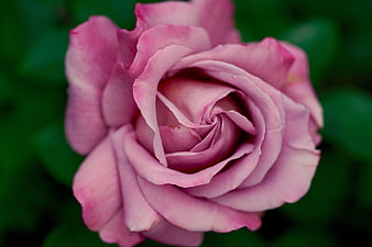 Close-up of a pink rose with green blurred background