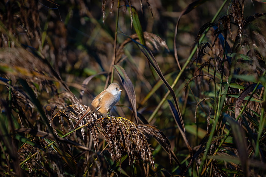 Small brown bird perched on dried reeds in marshland