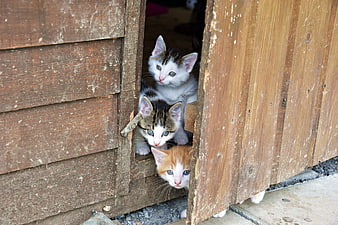 Three cute kittens peeking through a wooden shed door