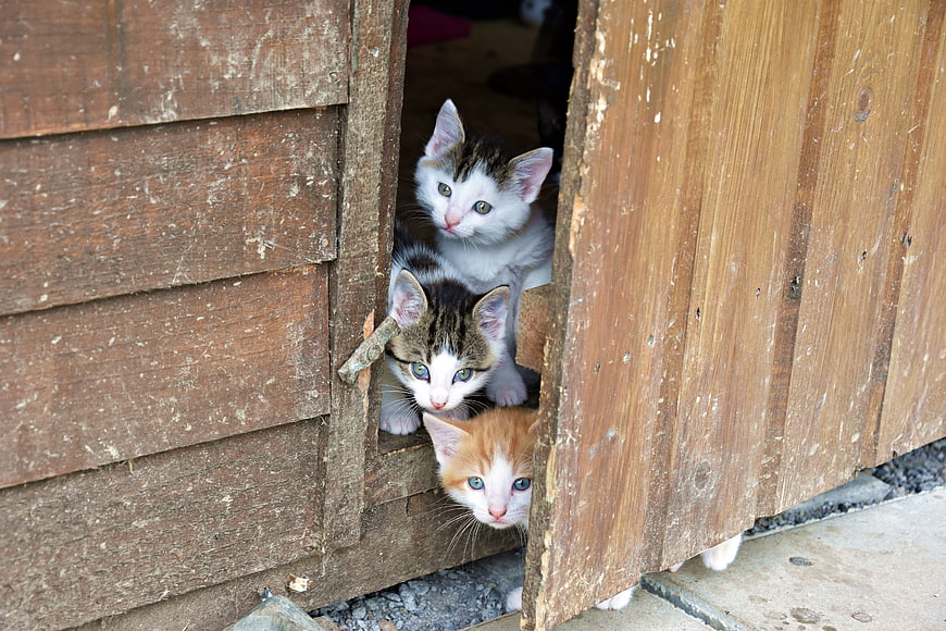 Three cute kittens peeking through a wooden shed door